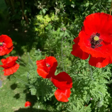 La Flore Semesterbostad *