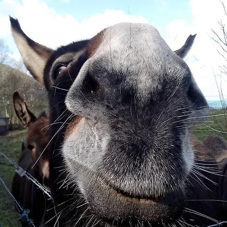 Semesterbostad La Flore